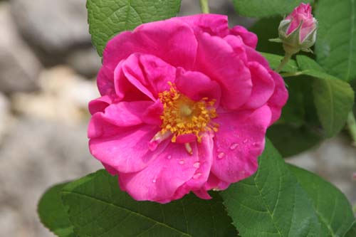 ���T�E�K���J�A�炭�₱�̉Ԋ�