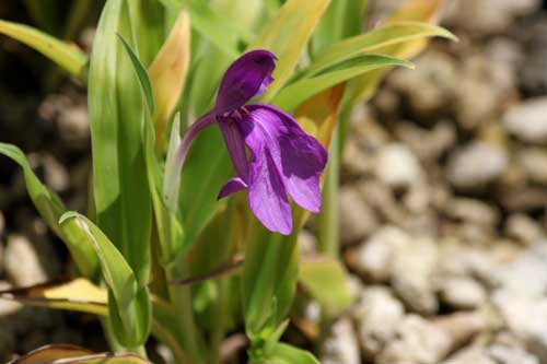 ���X�R�G�A�E�v���v���A�A�炭�₱�̉Ԋ�