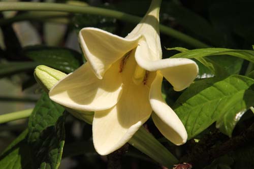 ���X�}�j�A�E�����M�t�����A�炭�₱�̉Ԋ�