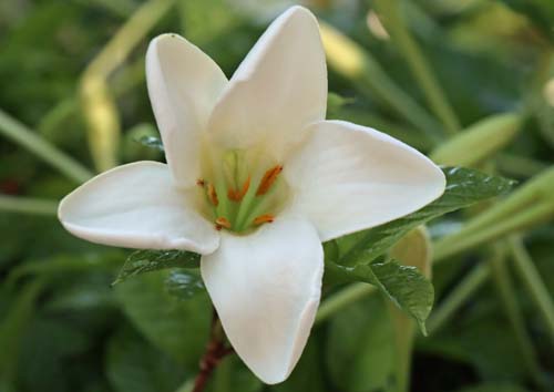 ���X�}�j�A�E�����M�t�����A�炭�₱�̉Ԋ�