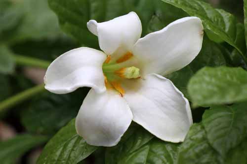 ���X�}�j�A�E�����M�t�����A�炭�₱�̉Ԋ�