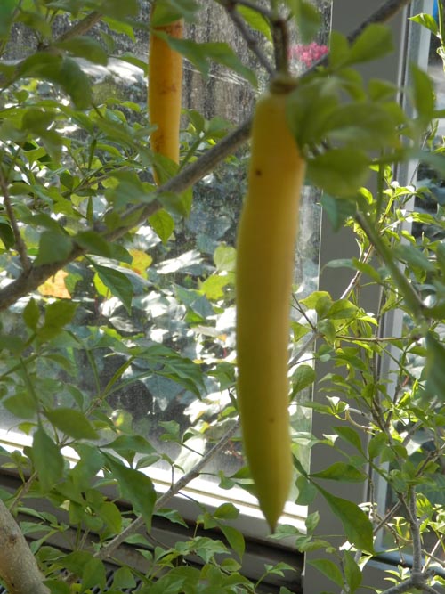 ���E�\�N�m�L�A�炭�₱�̉Ԋ�