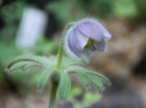 ���C�R�t�C�`�Q�A�炭�₱�̉Ԋ�