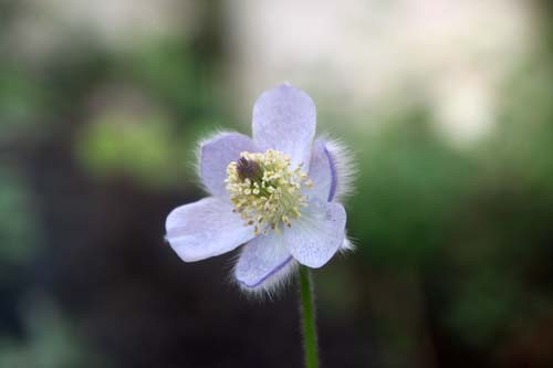 ���C�R�t�C�`�Q�A�炭�₱�̉Ԋ�