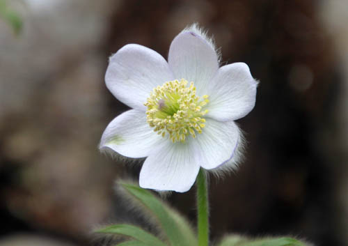 ���C�R�t�C�`�Q�A�炭�₱�̉Ԋ�