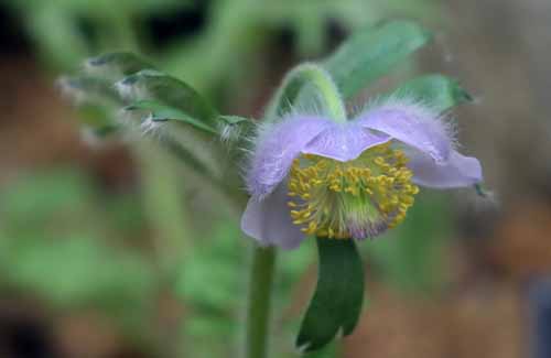 ���C�R�t�C�`�Q�A�炭�₱�̉Ԋ�