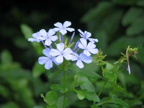 �����}�c���A�炭�₱�̉Ԋ�