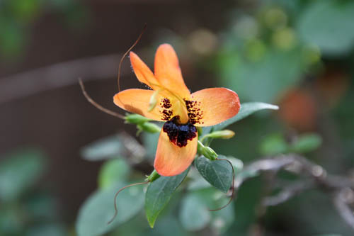 ���b�e�A�E�t���e�B�R�T�A�炭�₱�̉Ԋ�