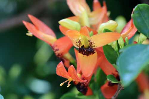 ���b�e�A�E�t���e�B�R�T�A�炭�₱�̉Ԋ�