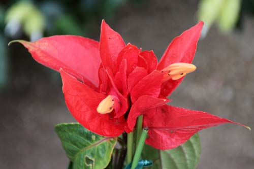 �����G���A�E�R�����^�A�炭�₱�̉Ԋ�