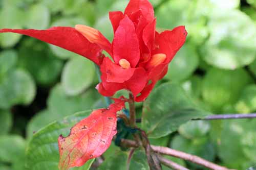 �����G���A�E�R�����^�A�炭�₱�̉Ԋ�