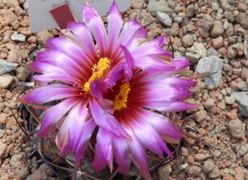 �T�{�e���E�g��A�炭�₱�̉Ԋ�