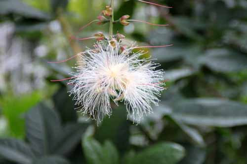 �T�K���o�i�A�炭�₱�̉Ԋ�