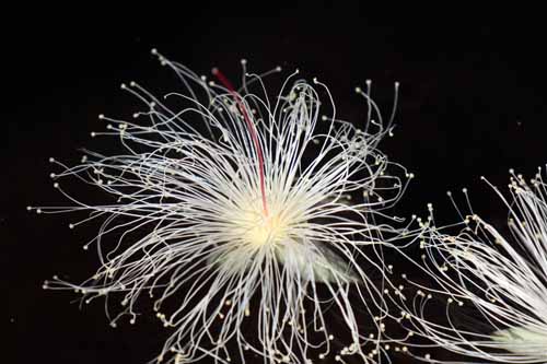 �T�K���o�i�A�炭�₱�̉Ԋ�