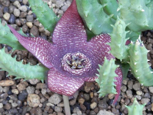 �T�C�J�N�A�炭�₱�̉Ԋ�