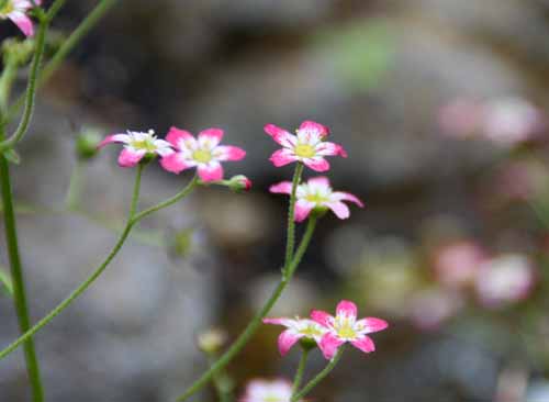 �T�L�V�t���K�A�炭�₱�̉Ԋ�