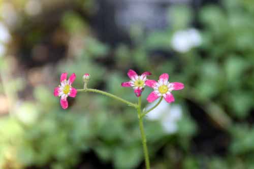 �T�L�V�t���K�A�炭�₱�̉Ԋ�