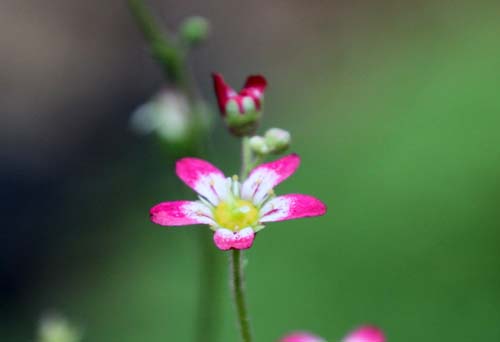 �T�L�V�t���K�A�炭�₱�̉Ԋ�