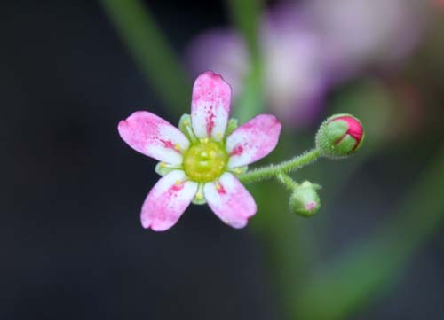 �T�L�V�t���K�A�炭�₱�̉Ԋ�