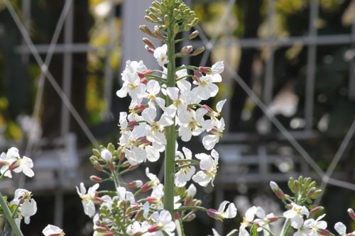 �T�N���W�}�_�C�R���A�炭�₱�̉Ԋ�