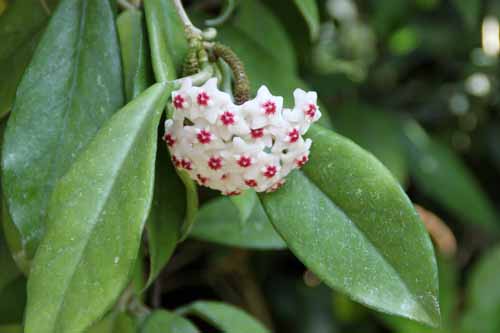 �T�N�������A�炭�₱�̉Ԋ�