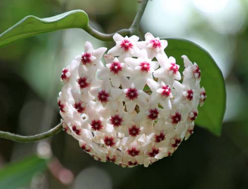 �T�N�������A�炭�₱�̉Ԋ�