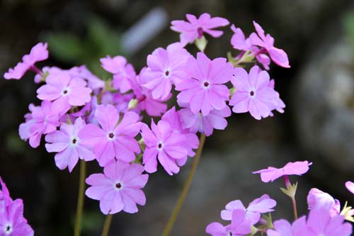 �T�N���\�E�A�ߌ��Βn����