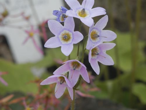 �T�N���\�E���h�L�A�炭�₱�̉Ԋ�