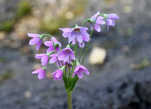 �T�N���\�E���h�L�A�炭�₱�̉Ԋ�