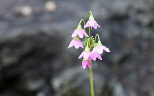 �T�N���\�E���h�L�A�炭�₱�̉Ԋ�