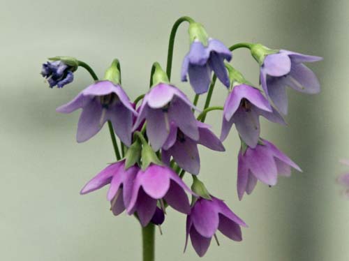 �T�N���\�E���h�L�A�炭�₱�̉Ԋ�