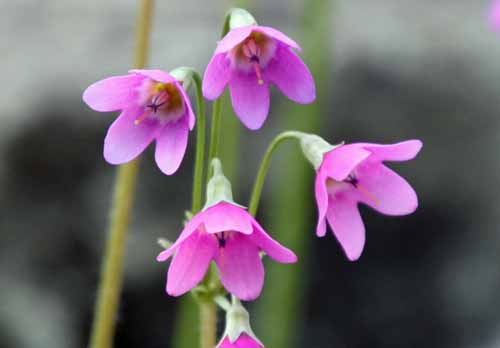 �T�N���\�E���h�L�A�炭�₱�̉Ԋ�