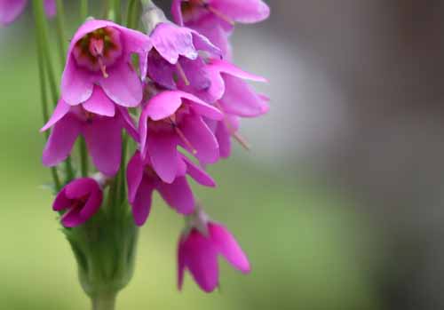 �T�N���\�E���h�L�A�炭�₱�̉Ԋ�