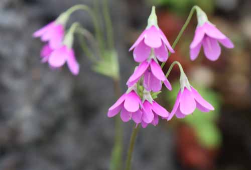 �T�N���\�E���h�L�A�炭�₱�̉Ԋ�