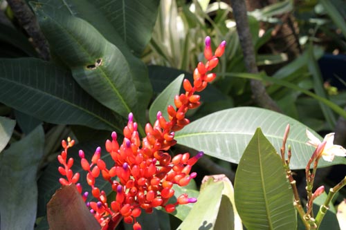 �T���S�A�i�i�X�A�炭�₱�̉Ԋ�