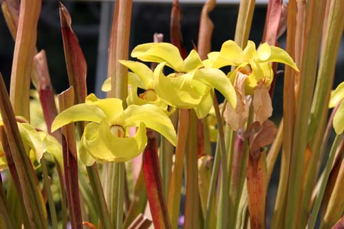 �T���Z�j�A�E�A���^�A�炭�₱�̉ԊقŎB�e