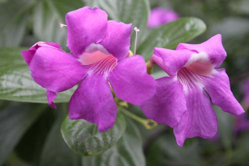 �T���^�G�A�E�}�O�j�t�B�J�A�炭�₱�̉Ԋ�