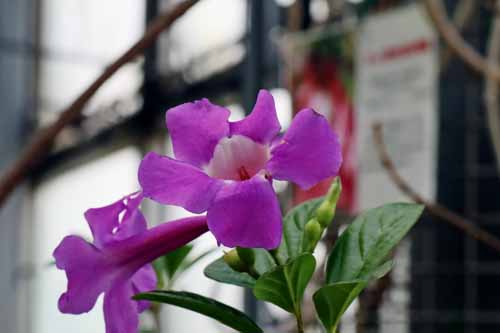 �T���^�G�A�E�}�O�j�t�B�J�A�炭�₱�̉Ԋ�