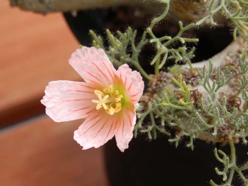 �T���R�J�E�����A�炭�₱�̉Ԋ�