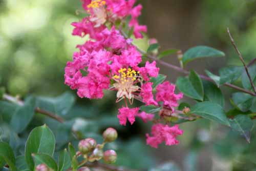 �T���X�x���A�ߌ��Βn����