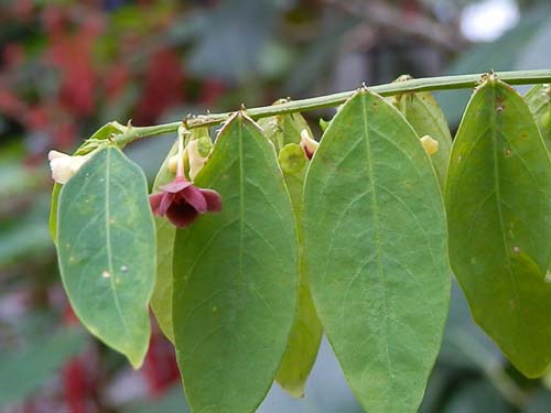 �T���}�j�X�A�炭�₱�̉Ԋ�