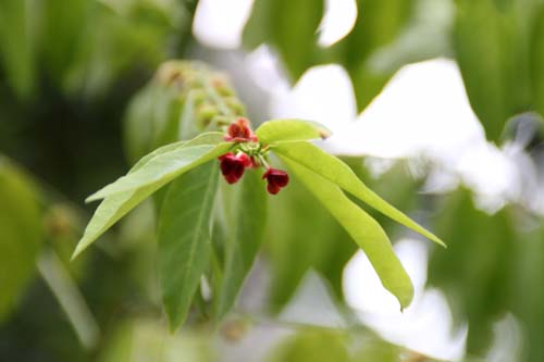 �T���}�j�X�A�炭�₱�̉Ԋ�