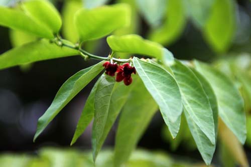 �T���}�j�X�A�炭�₱�̉Ԋ�