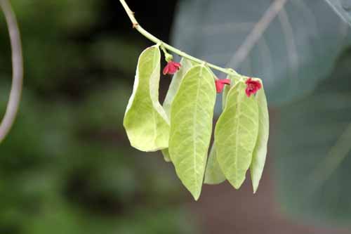 �T���}�j�X�A�炭�₱�̉Ԋ�