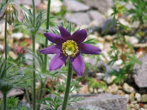 �Z�C���E�I�L�i�O�T�A�炭�₱�̉Ԋ�