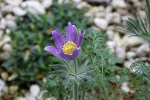 �Z�C���E�I�L�i�O�T�A�炭�₱�̉Ԋ�