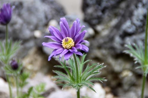 �Z�C���E�I�L�i�O�T�A�炭�₱�̉Ԋ�