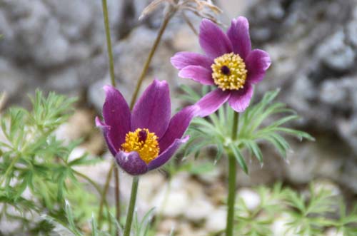 �Z�C���E�I�L�i�O�T�A�炭�₱�̉Ԋ�