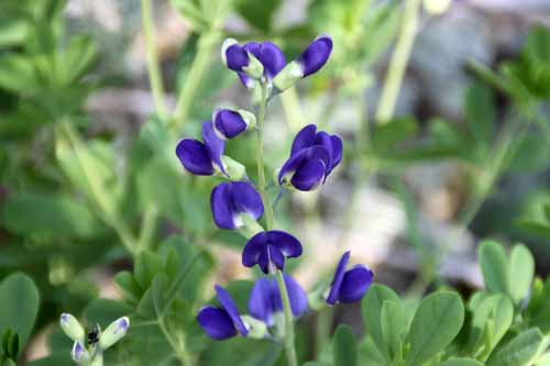 �Z���_�C�n�M�A�炭�₱�̉Ԋ�