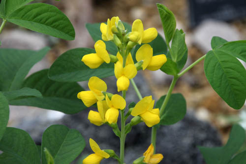 �Z���_�C�n�M�A�炭�₱�̉Ԋ�